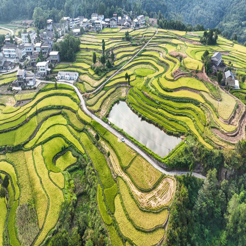 豐收！巴中平昌迎來(lái)稻谷飄香好“豐”光